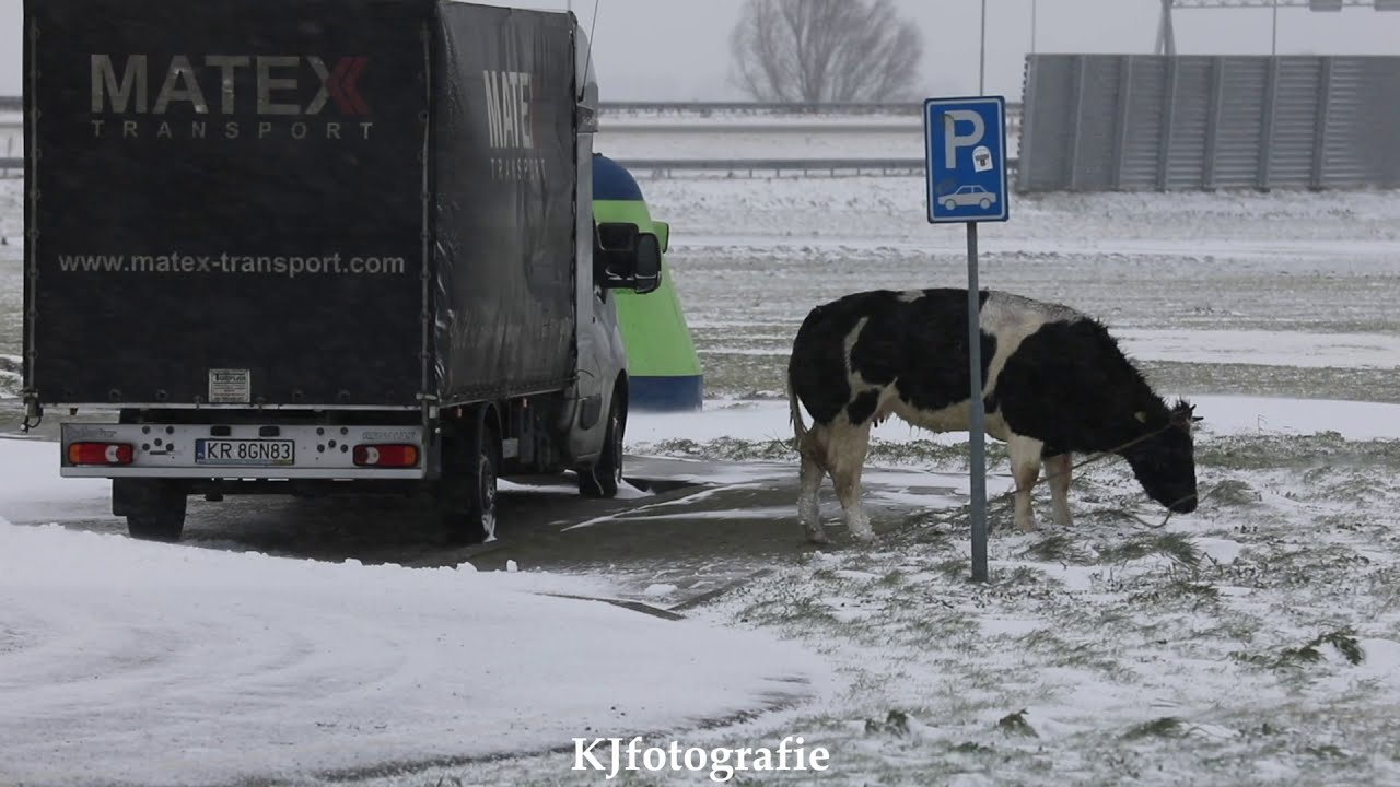 Losgebroken koe dood geschoten op parkeerplaats A4 bij Hoogmade/Leiderdorp.