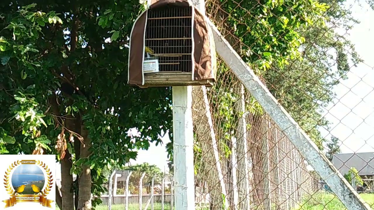 Manejo fibra Canario da Terra - Hórus primeira puxada no mato!