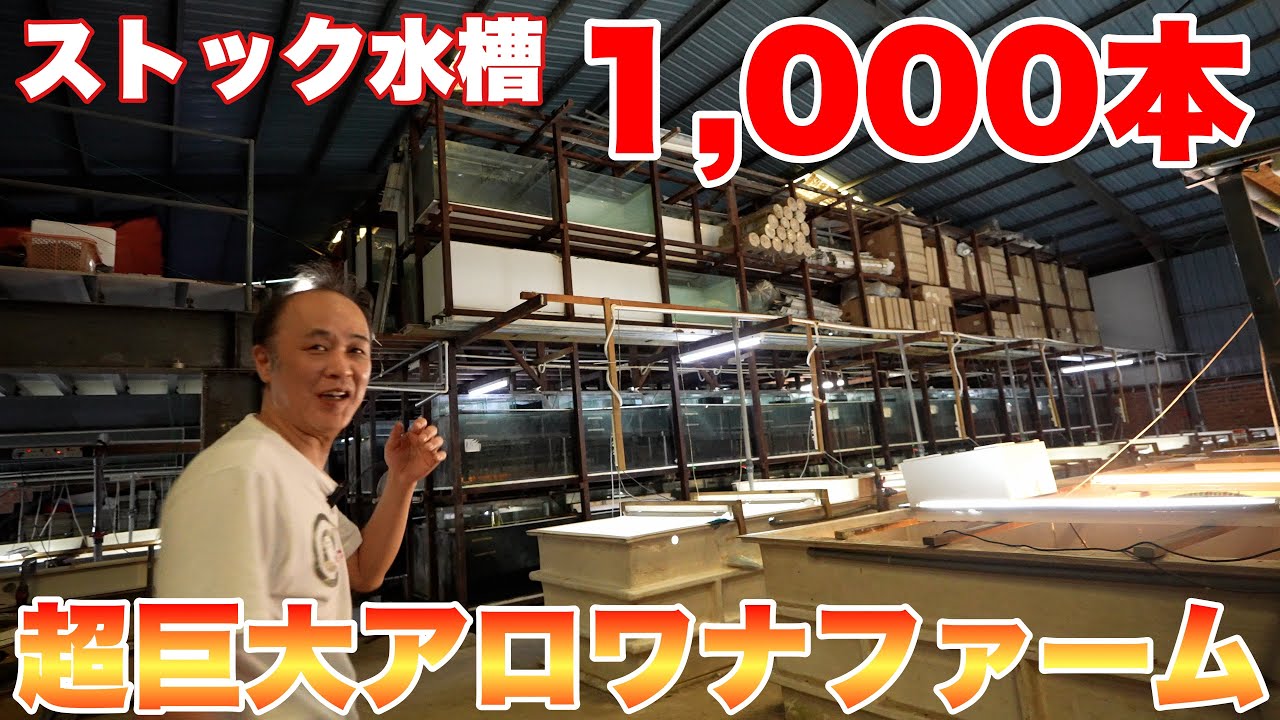 【海外訪問#2】アロワナストック水槽は1,000個以上！アロワナを選別していく！アクアリーダー　#アロワナ #高級魚 #aquarium #アクアリウム #大型魚 #アジアアロワナ #アロワナ