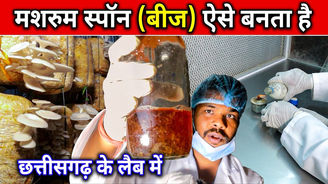 मशरुम स्पान (बीज) ऐसे बनता है छत्तीसगढ़ में। How Is Mushroom Spawn Produced In Chhattisgarh।