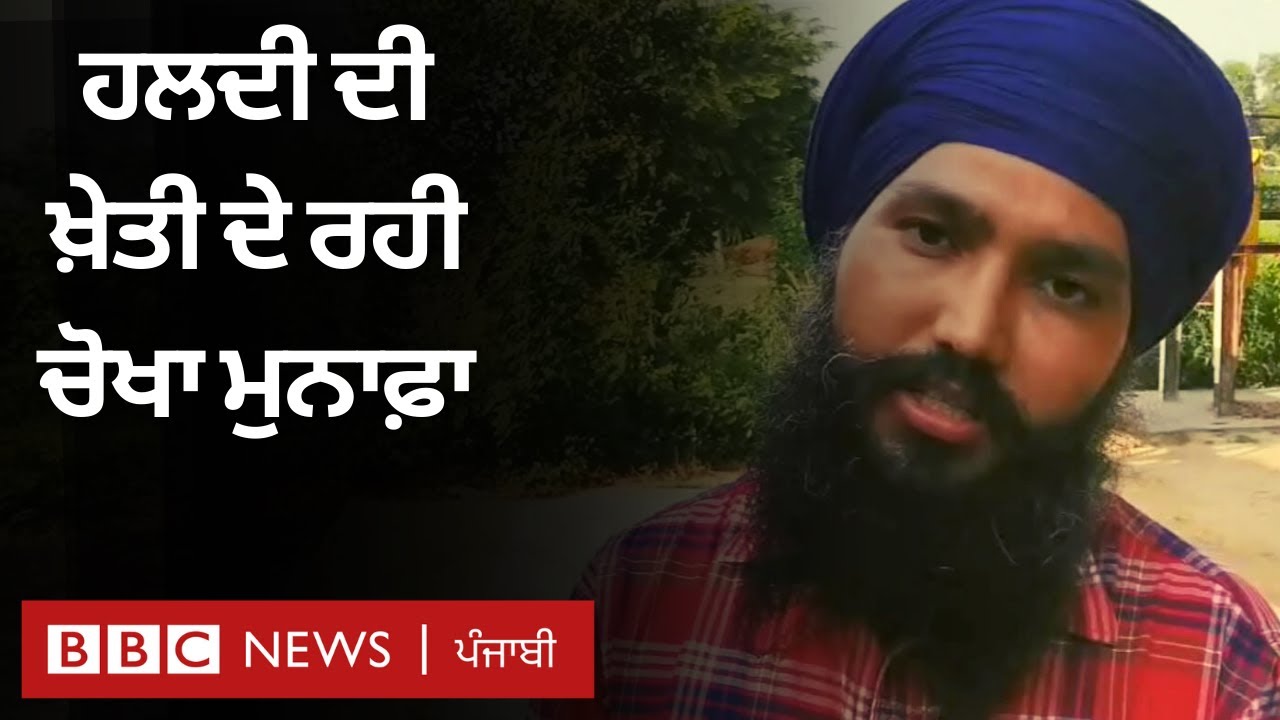 Turmeric Farmer: ਹਲਦੀ ਦੀ ਖ਼ੇਤੀ ਕਰਦਾ ਮੁੰਡਾ ਬਰਨਾਲੇ ਦਾ, ਕਮਾਉਂਦਾ ਚੋਖਾ ਮੁਨਾਫ਼ਾ | BBC NEWS PUNJABI