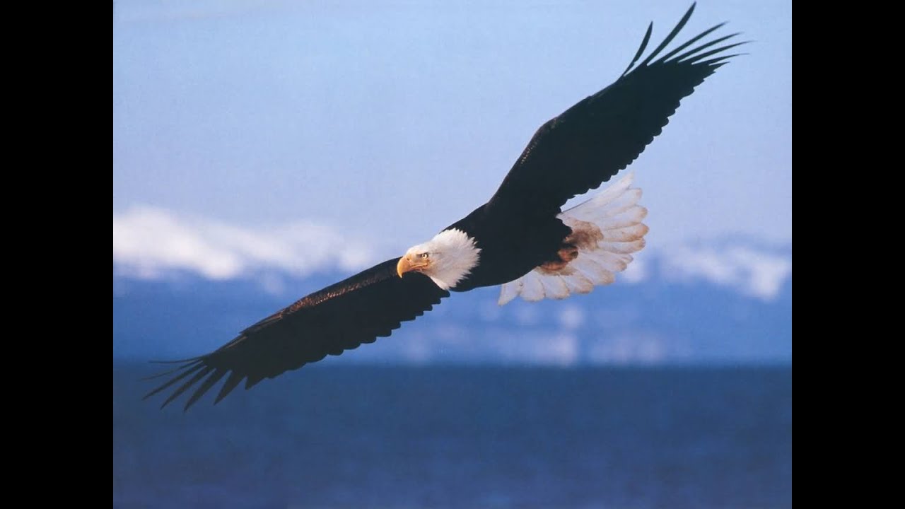 Libera la Lazio! Libera le Aquile!