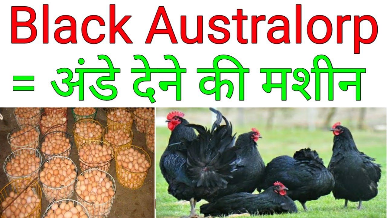 Black Australorp chickens, Black Australorp in india, Black Australorp, Black Australorp rooster