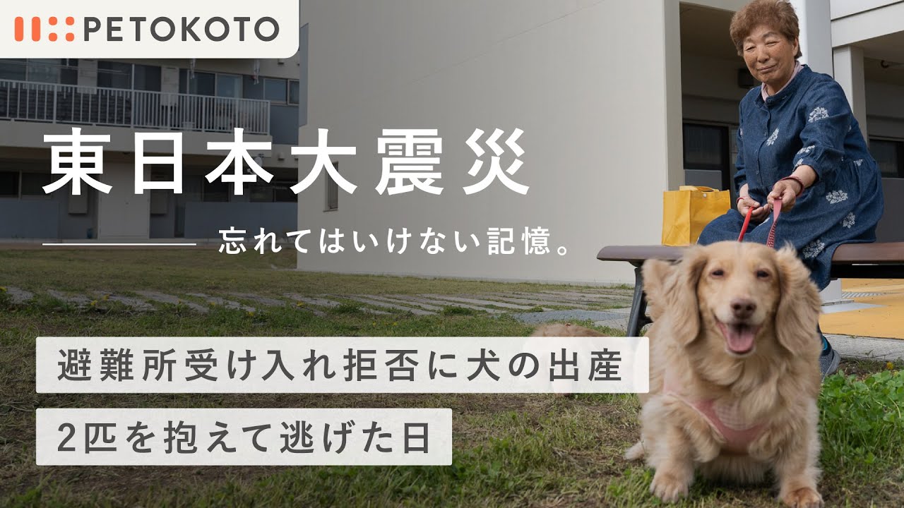 【ペットと防災】東日本大震災で被災した妊娠中の愛犬と家族の物語（ダックスフンド/犬との暮らし/犬のいる生活）