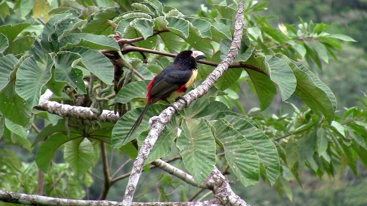Collared aracari (Pteroglossus torquatus)