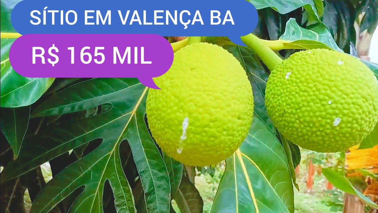 SÍTIO COM 2.5 HECTARES EM VALENÇA BA CÓDIGO 0218 ZAP 73981663547 MARCIO