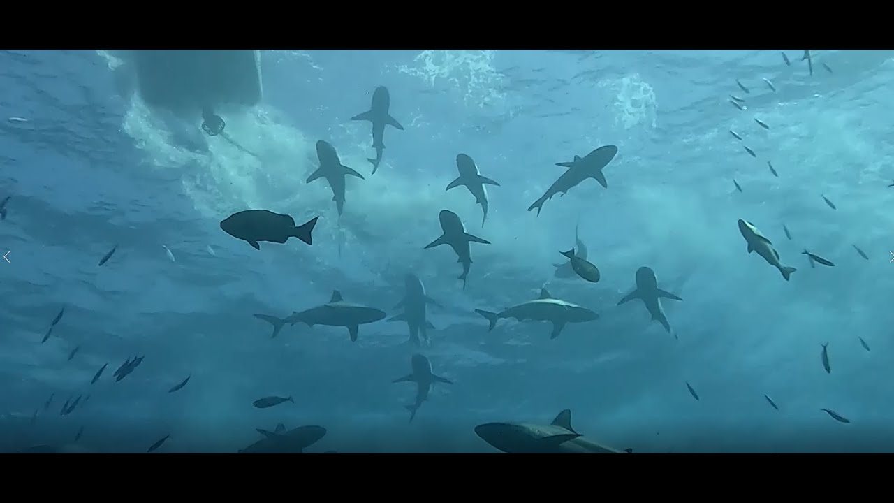 SPIRIT OF FREEDOM - GREAT BARRIER REEF - JULY 2023
