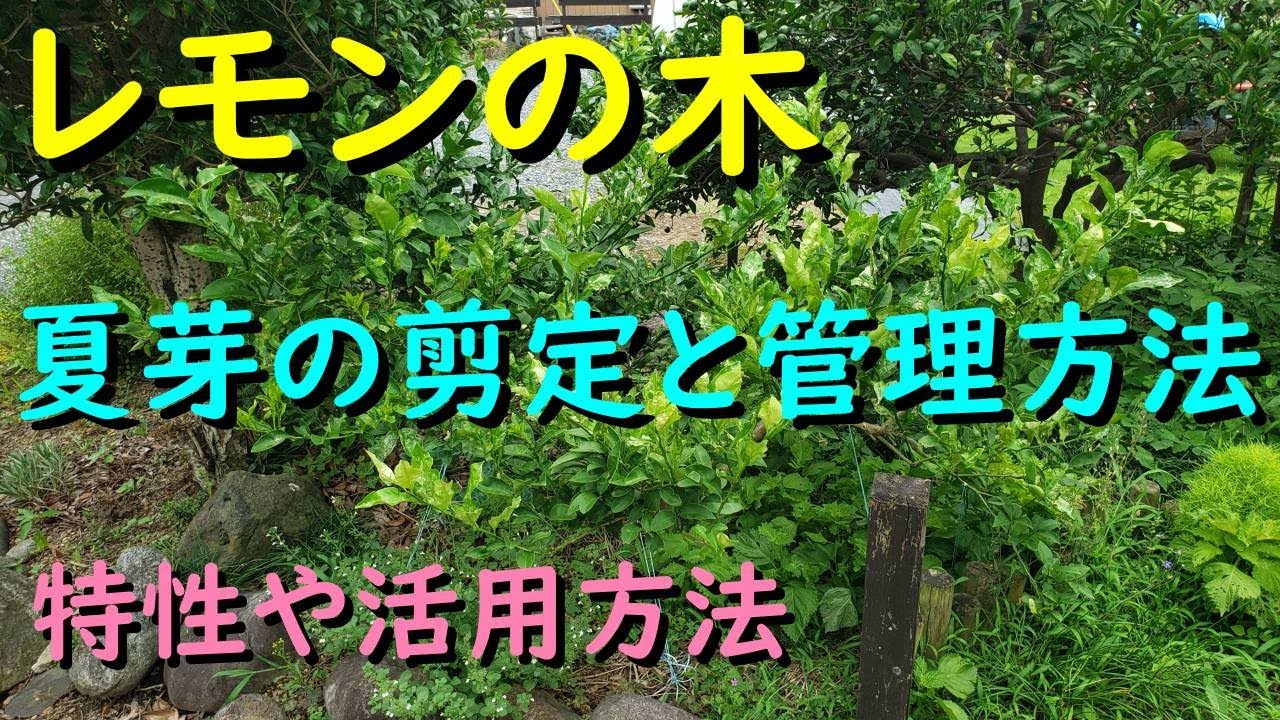 レモンの木 夏芽を切ります（剪定方法と管理の仕方）