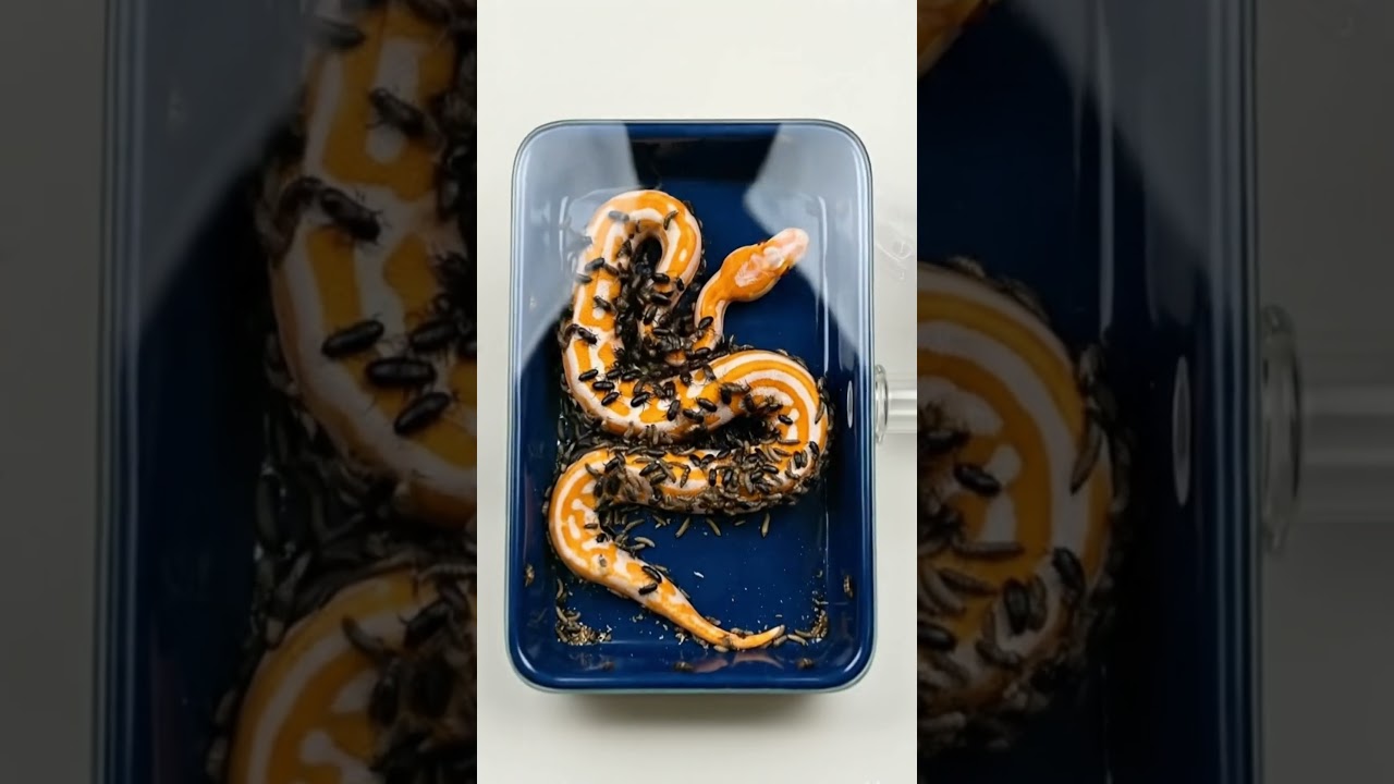 Beautiful Albino Python vs 10,000 Demisted Beetles |  The Most Satisfying Skeleton Process