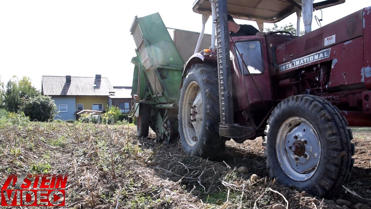 Kartoffelernte 2020 Hagedorn Kartoffelvollernter IHC  ( potato harvest 2020 )
