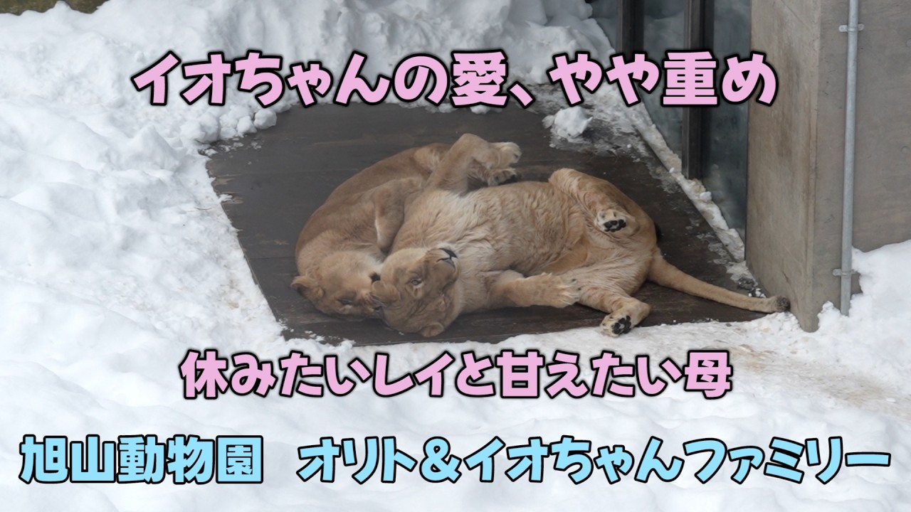 旭山動物園　イオちゃんの愛、やや重め　休みたいレイと甘えたい母　Orito & Io family　Lion family　Asahiyamazoo