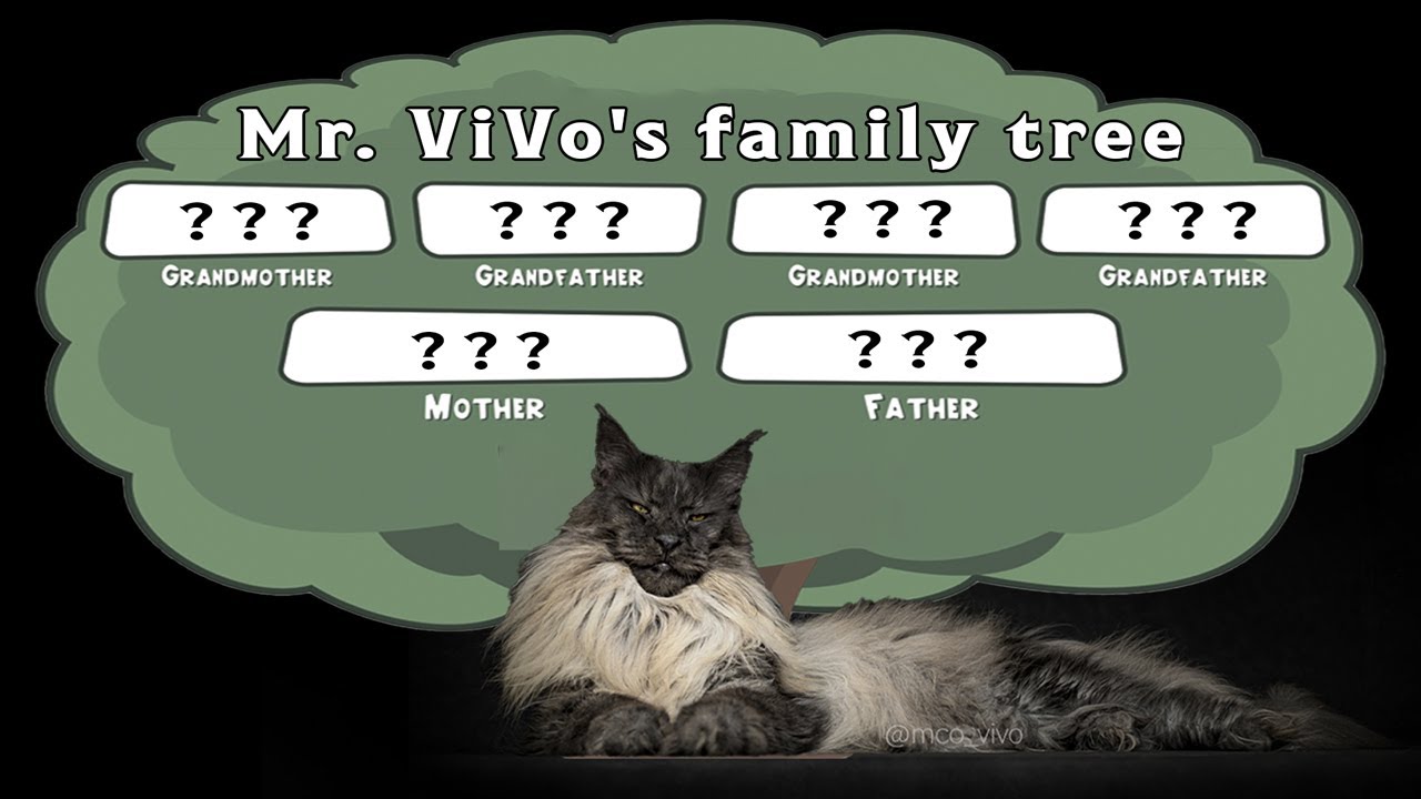 Exploring the Family Tree of Mr. ViVo, a Majestic Maine Coon Cat.
