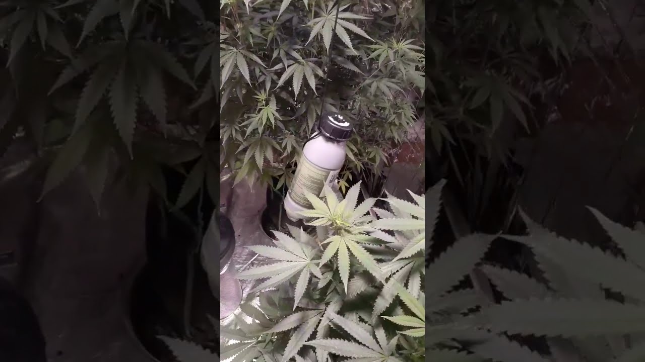 dadthatgrows420 how to set up your co2 bottle. The Enhancer by TNB Naturals #tnb #co2 #tnbnaturals