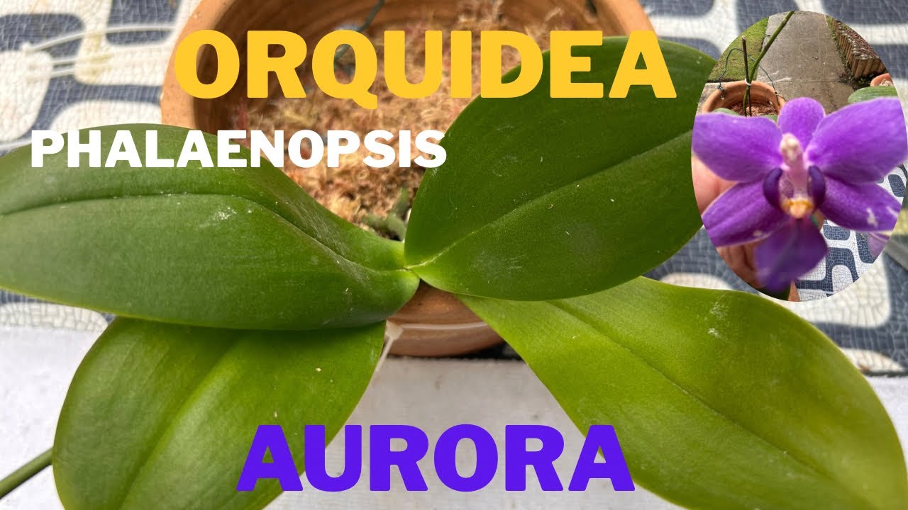 Replante de orquídea Phalaenopsis exótica.