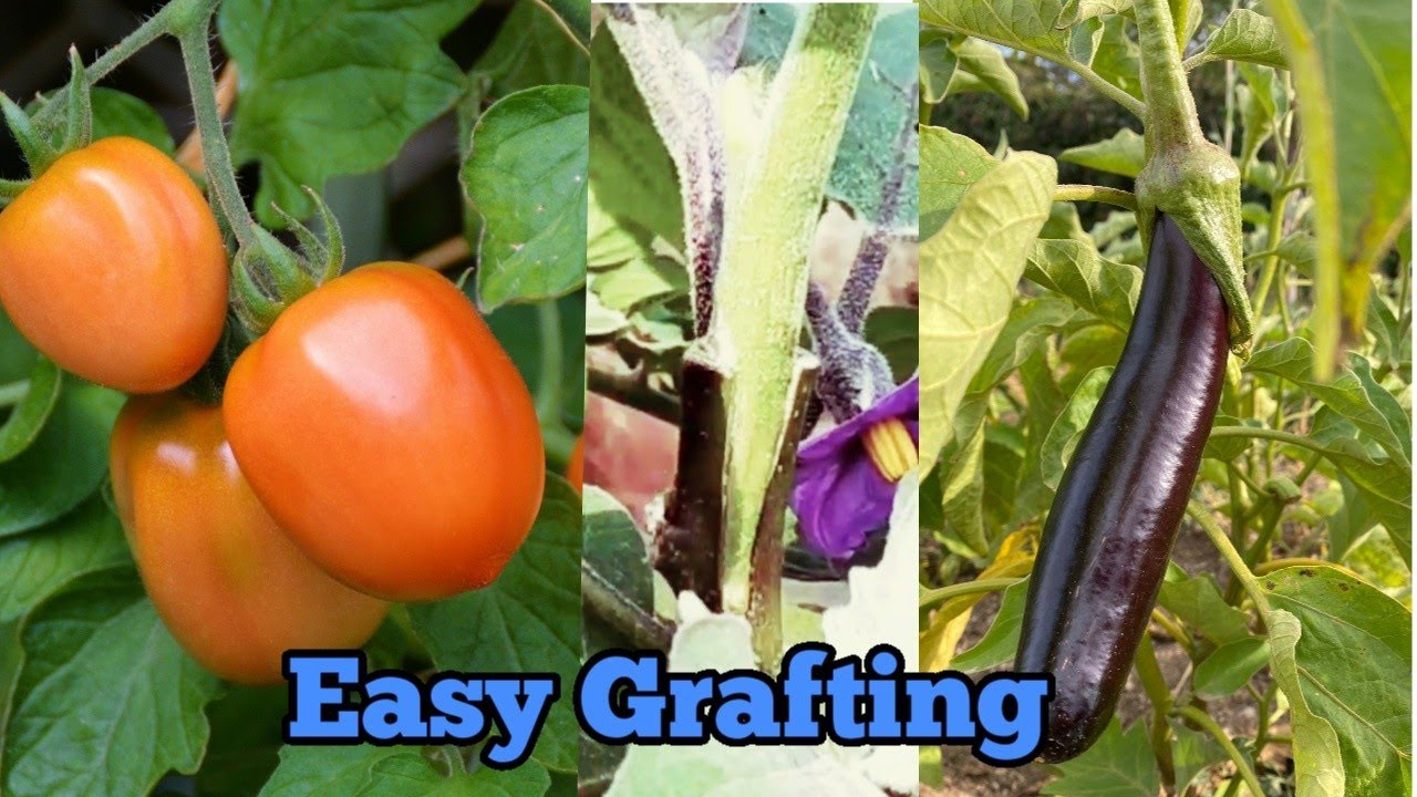 Tomato Grafting on Eggplant
