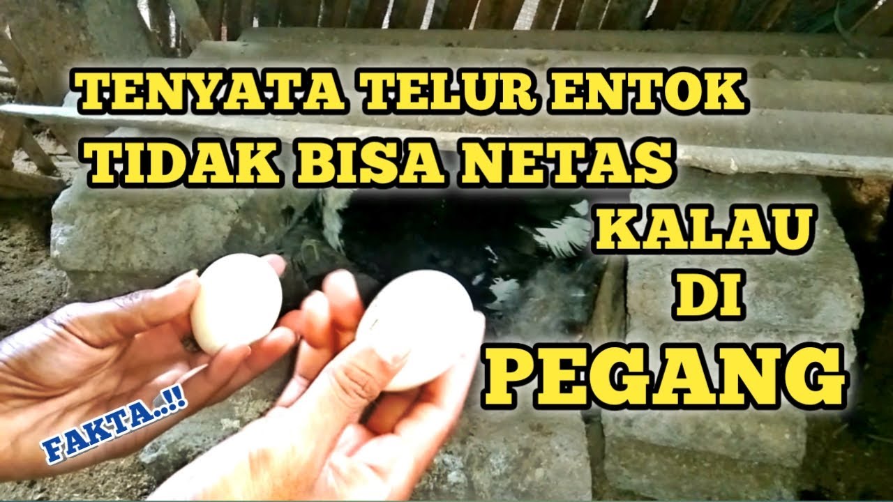 Fakta..!! Telur Bebek Entok Tidak Bisa Menetas Kalau Di Pegang Ini Penjelasannya..!!