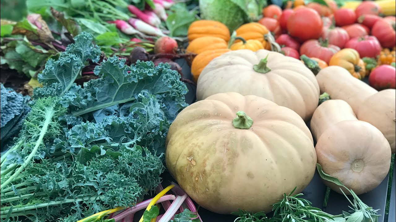Massive Fall Harvest from Our Totally Organic Garden