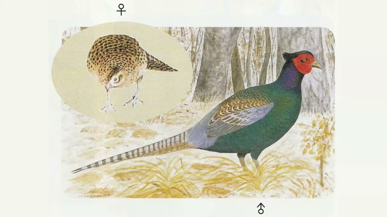 狩猟免許 見て聞いて覚える 鳥獣判別  実践編（字なし