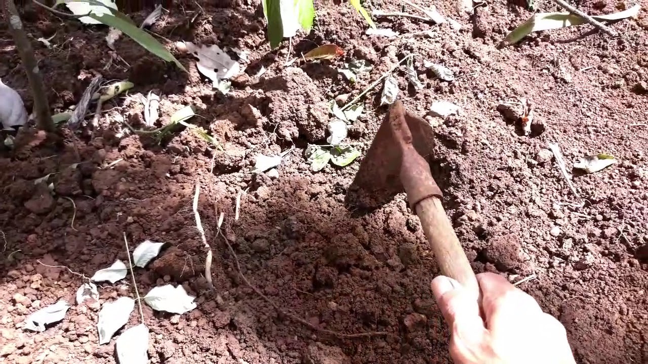Cara Pemupukan POHON PALA Supaya Tumbuh Cepat & Cabang Banyak