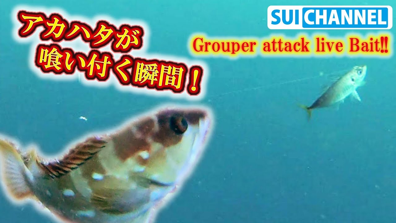 アカハタが喰い付く！？活き餌に使うアジの動きを検証したら凄かった！Grouper attack live Bait!!