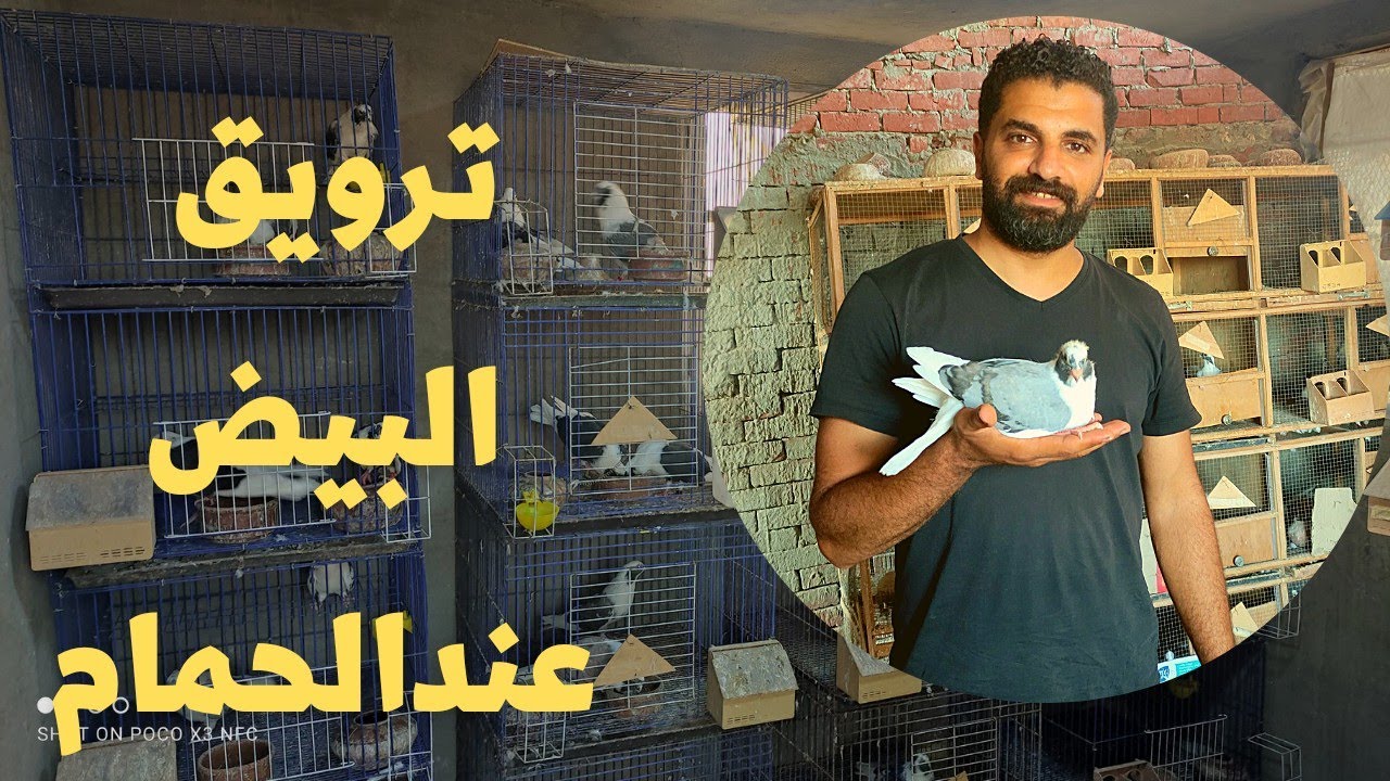 اسباب ترويق البيض عند الحمام خد بالك منها/ جائزة سوق الحمام