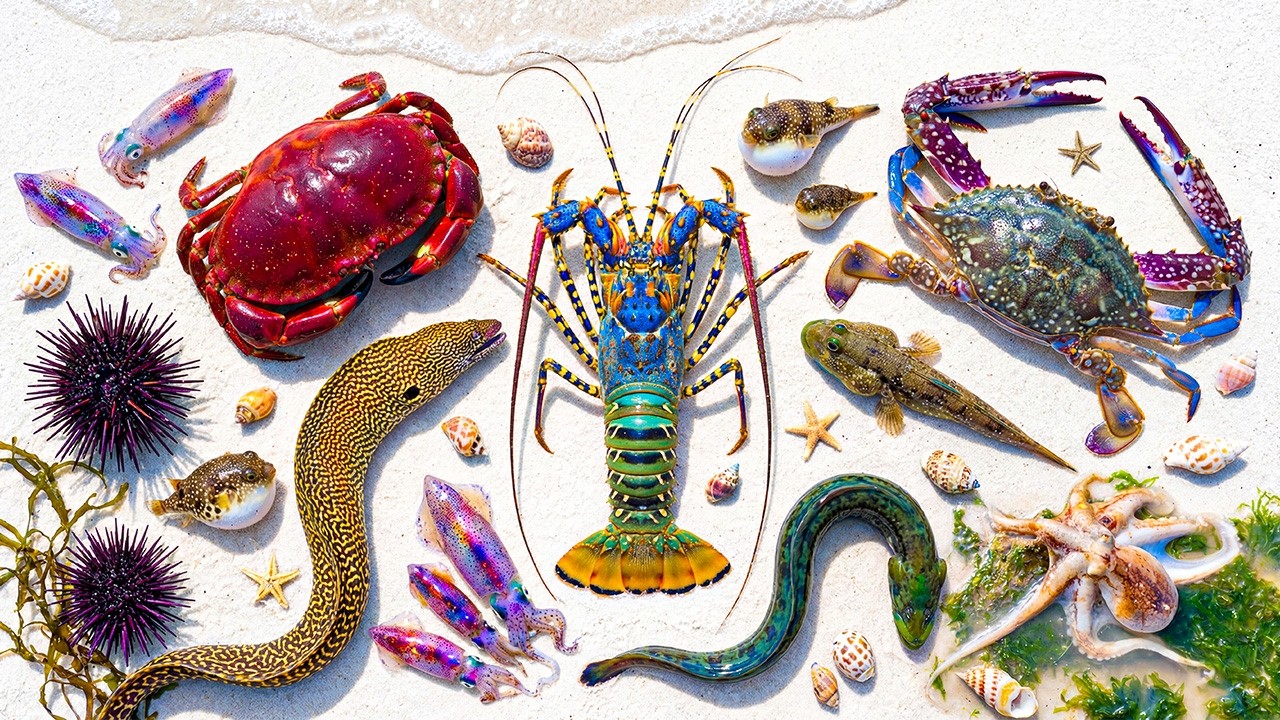 🌊 Coastal Foraging: Catching Lobster 🦞, Green Moray Eel 🐍, Mudskipper 🐟, Octopus 🐙, Mini Squid 🦑