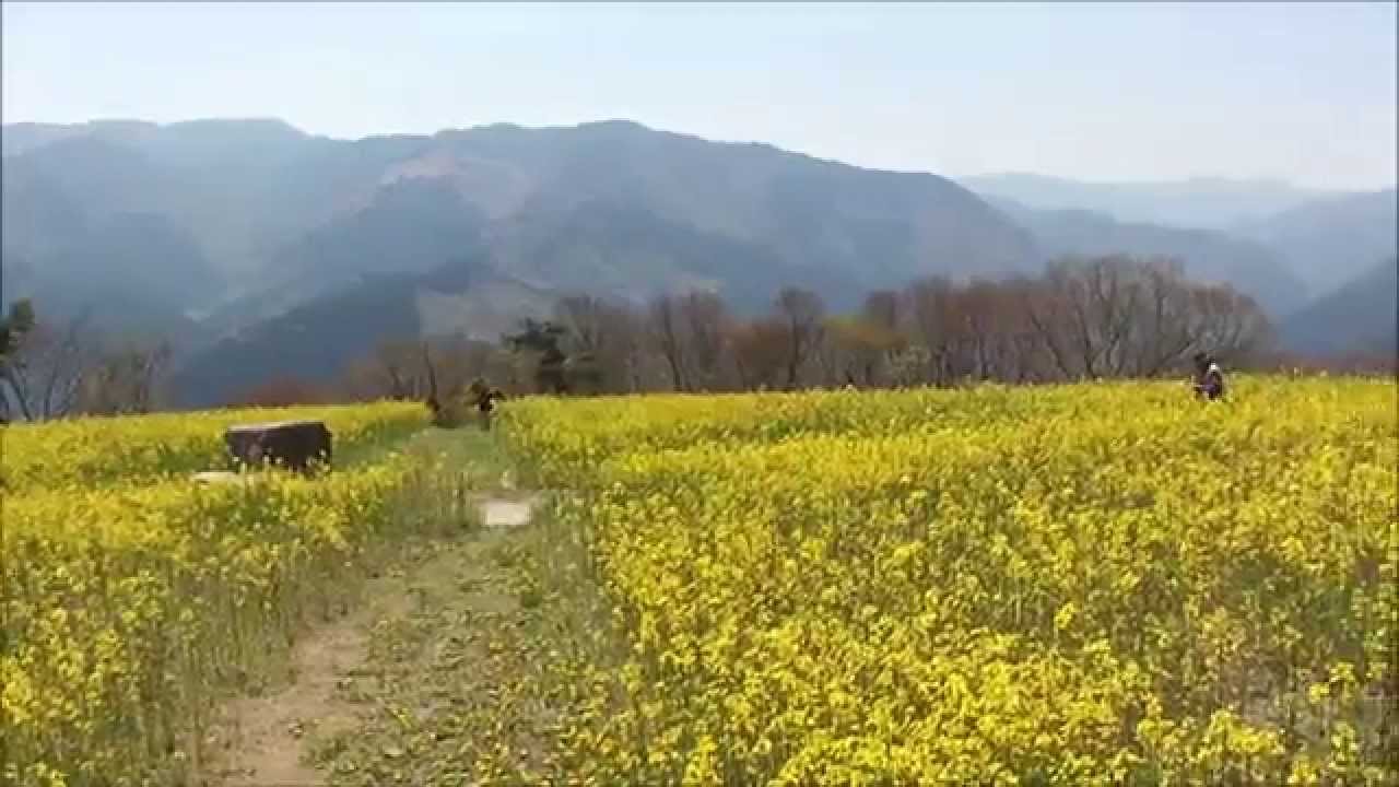 翠波高原（すいはこうげん）の菜の花（愛媛県四国中央市）_20140423FullHD