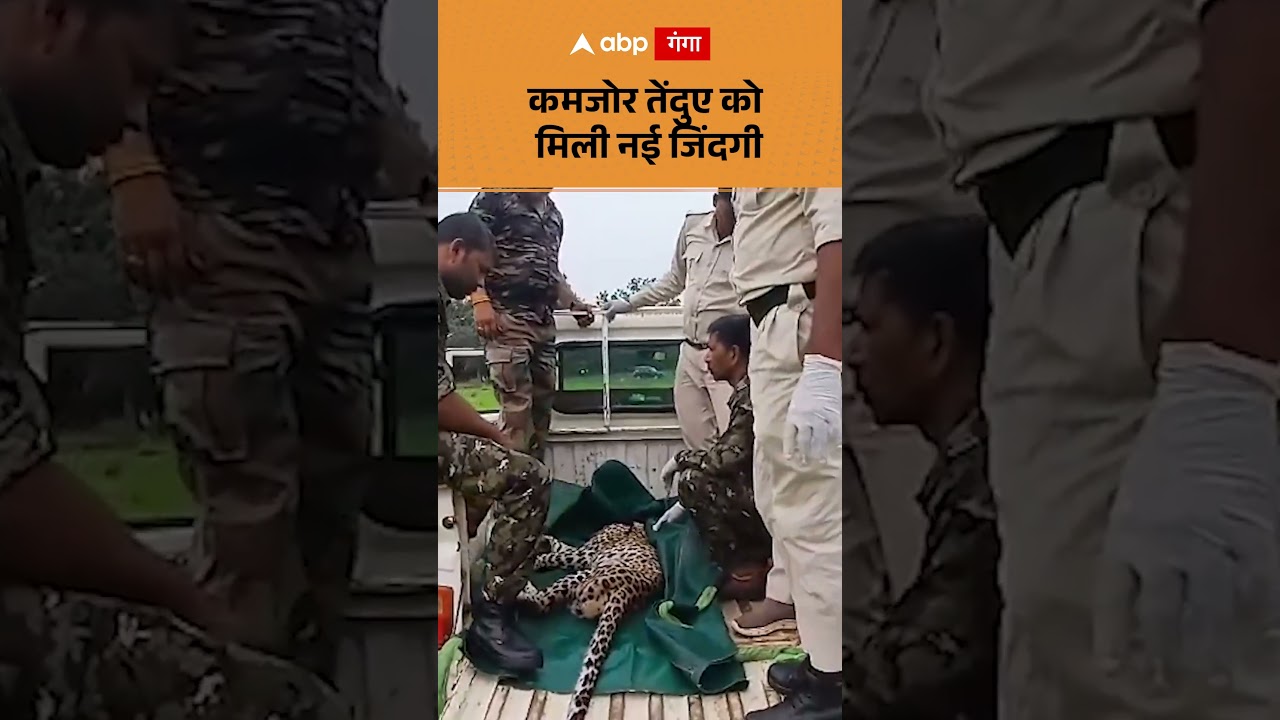 Leopard viral video : कमजोर तेंदुए को मिली नई जिंदगी | ABP GANGA SHORTS