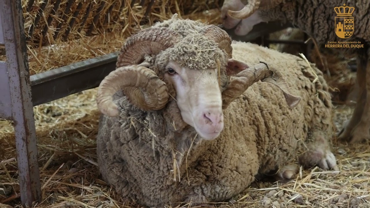 Subasta Ganado Merino