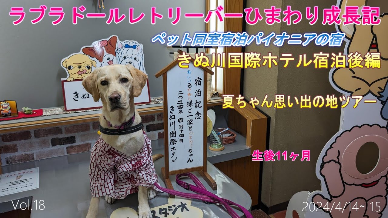 ひまわり成長記・きぬ川国際ホテル宿泊後編/先代犬 夏ちゃんとの思い出ツアー