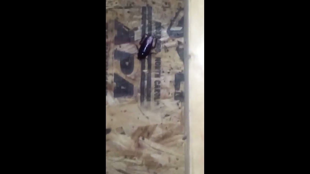Smokey Brown Cockroaches in crawlspsace
