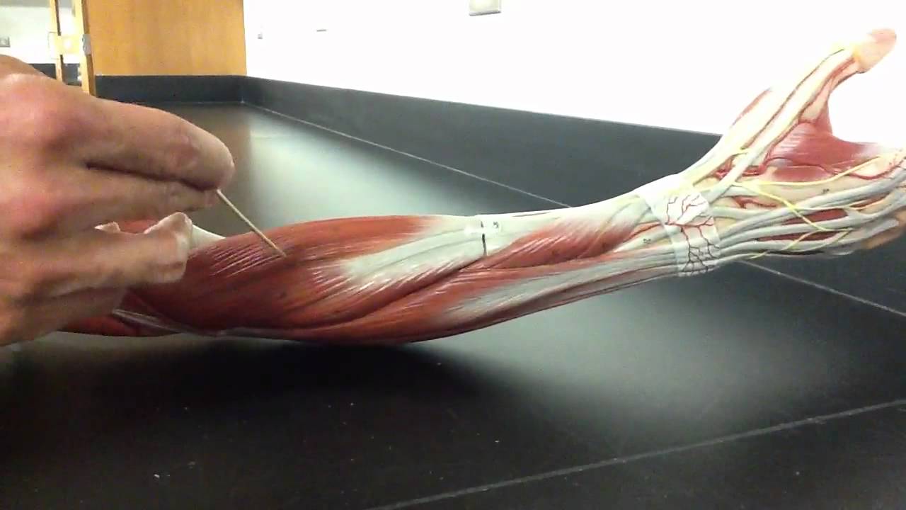 MUSCULAR SYSTEM ANATOMY: Posterior forearm model description Somso model
