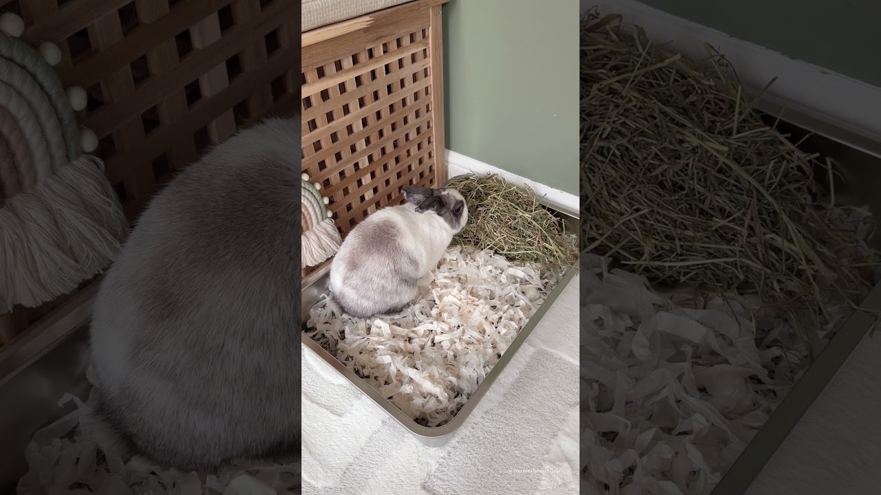 Как приучить кроликов к лотку 🐰✨ | Уход за кроликами