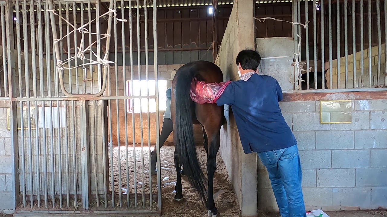 horse pregnancy check