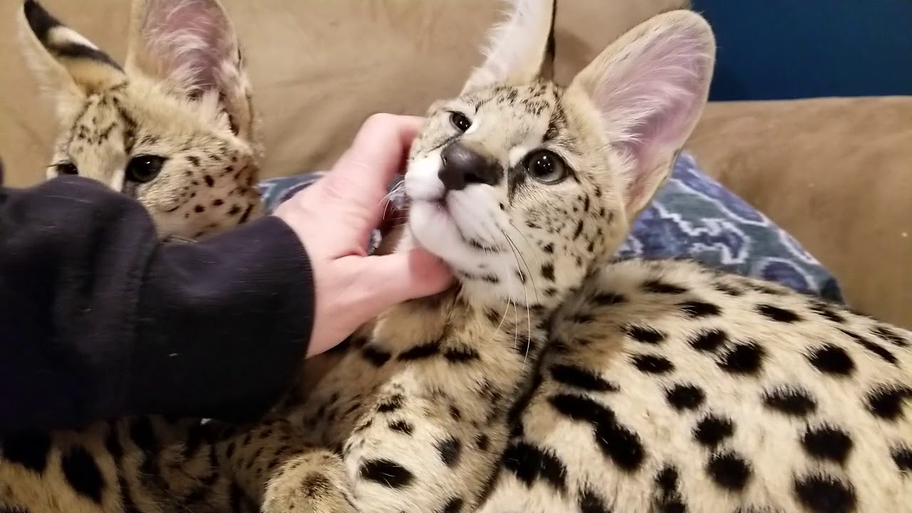 Sweet serval babies