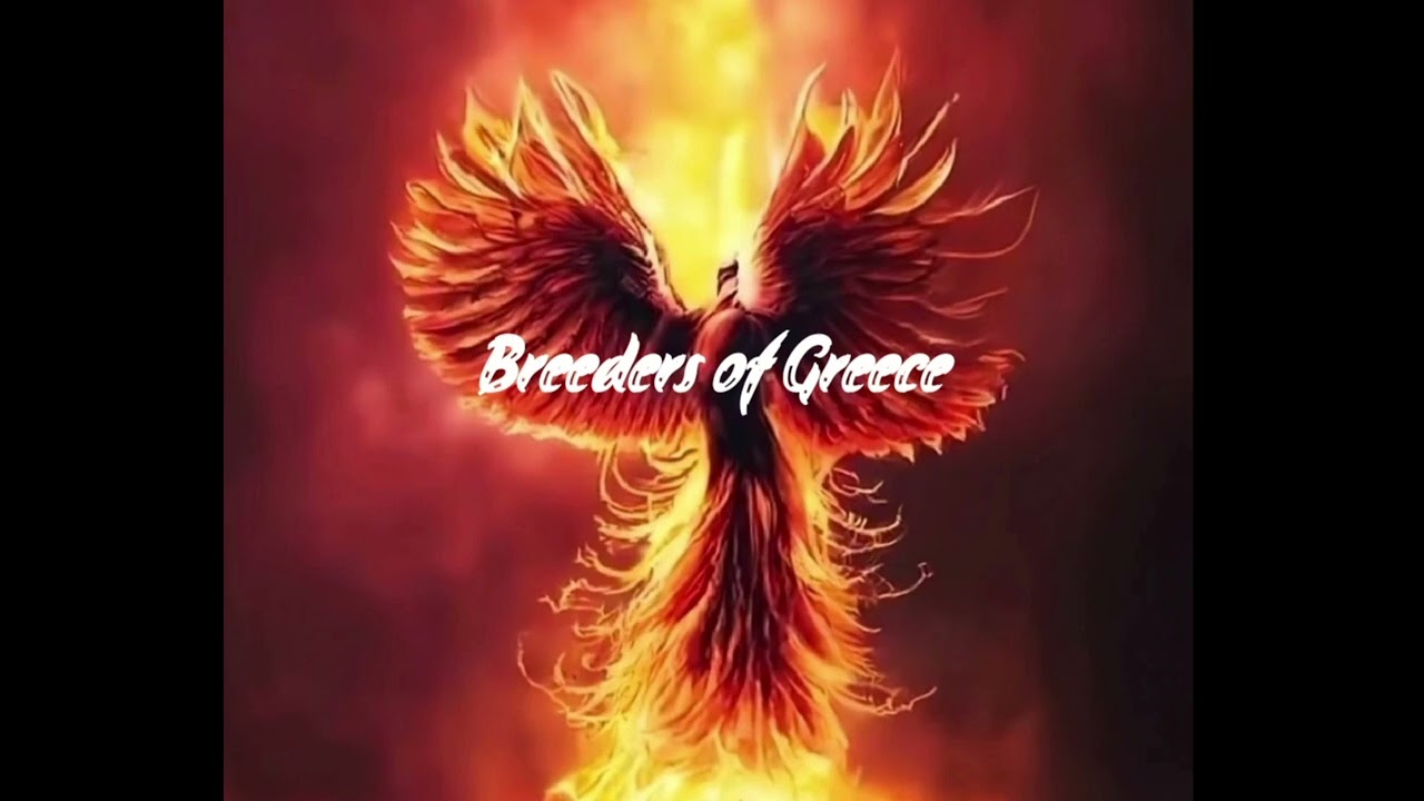 Sotos The Birds:Τραγούδι Ν○3