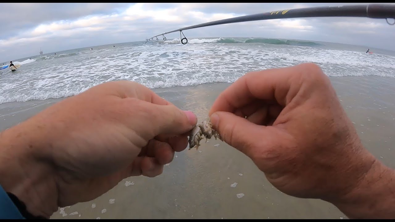 SURF FISHING for CORBINA and SHARK with SAND CRABS in OC, CA