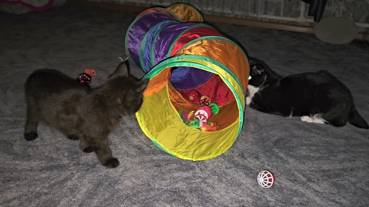 котёнок Миша и новые игрушки