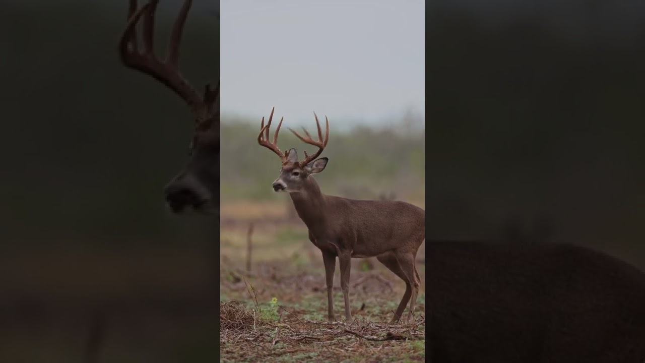 What is this Buck&rsquo;s age and score?