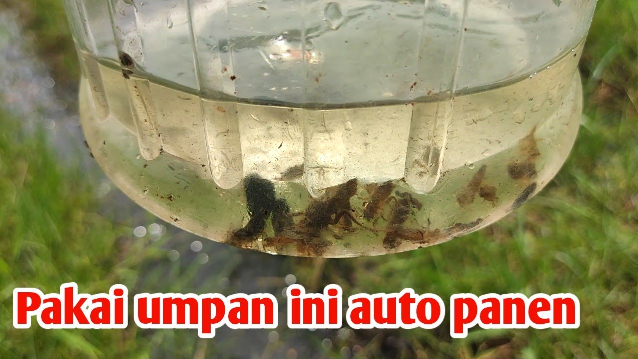 Cara mudah mencari umpan jitu larva capung / cekutru untuk mancing ikan tawes dan derbang