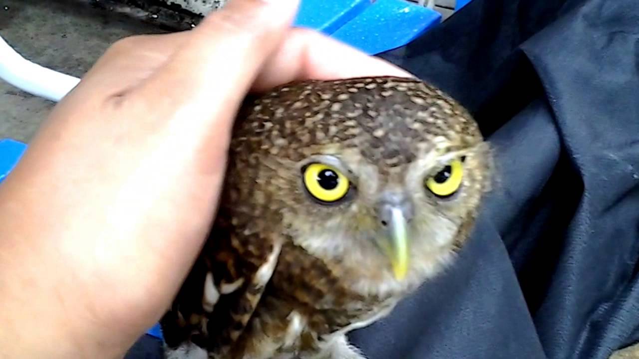 นกฮูกร้องเสียงน่าตบมาก