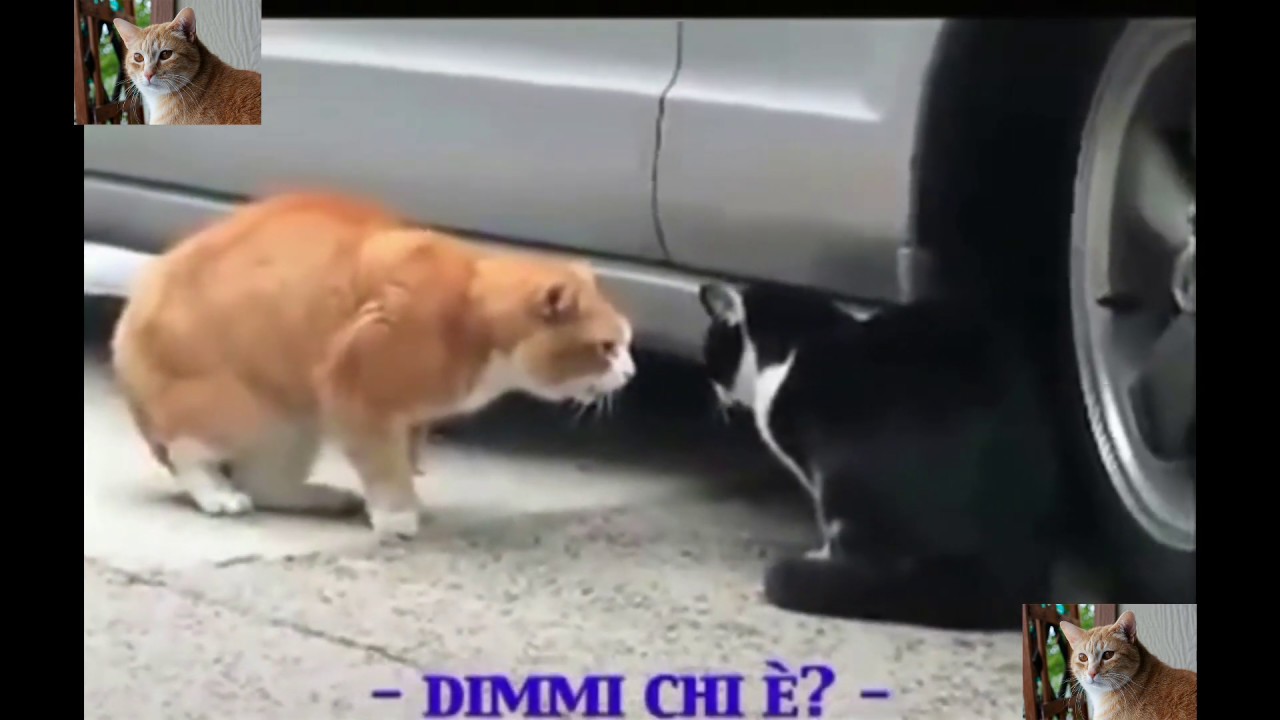 Litigata tra gatti con sottotitoli