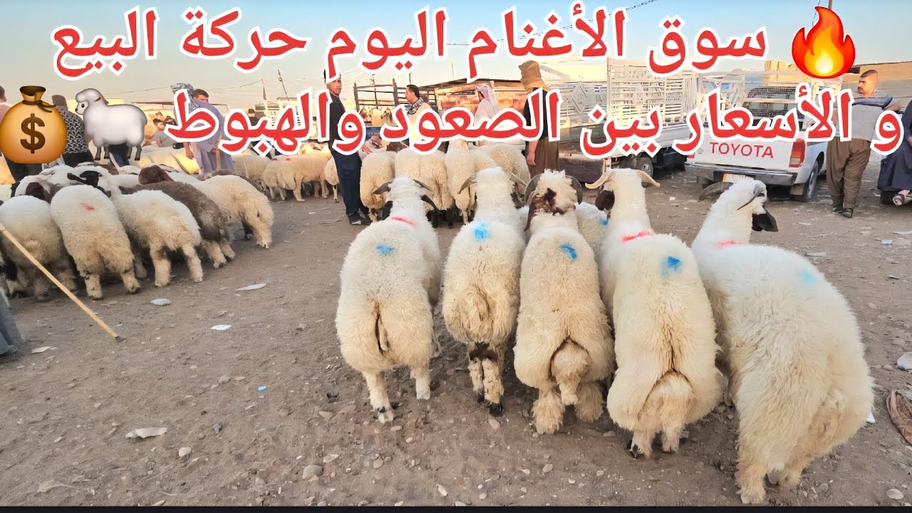 🔥 سوق الأغنام اليوم | حركة البيع و الأسعار بين الصعود والهبوط 🐑💰