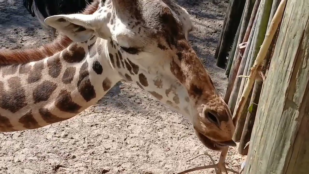 Family zoo day 2026 at brevard zoo #zoo #animals 