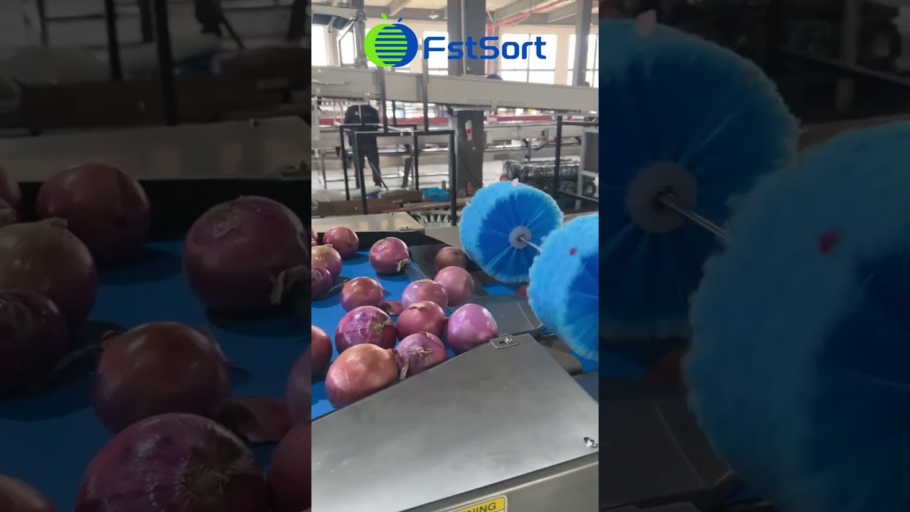 Onion Sorting, Grading, Packing and Processing Machine,Vegetable Processing Equipment