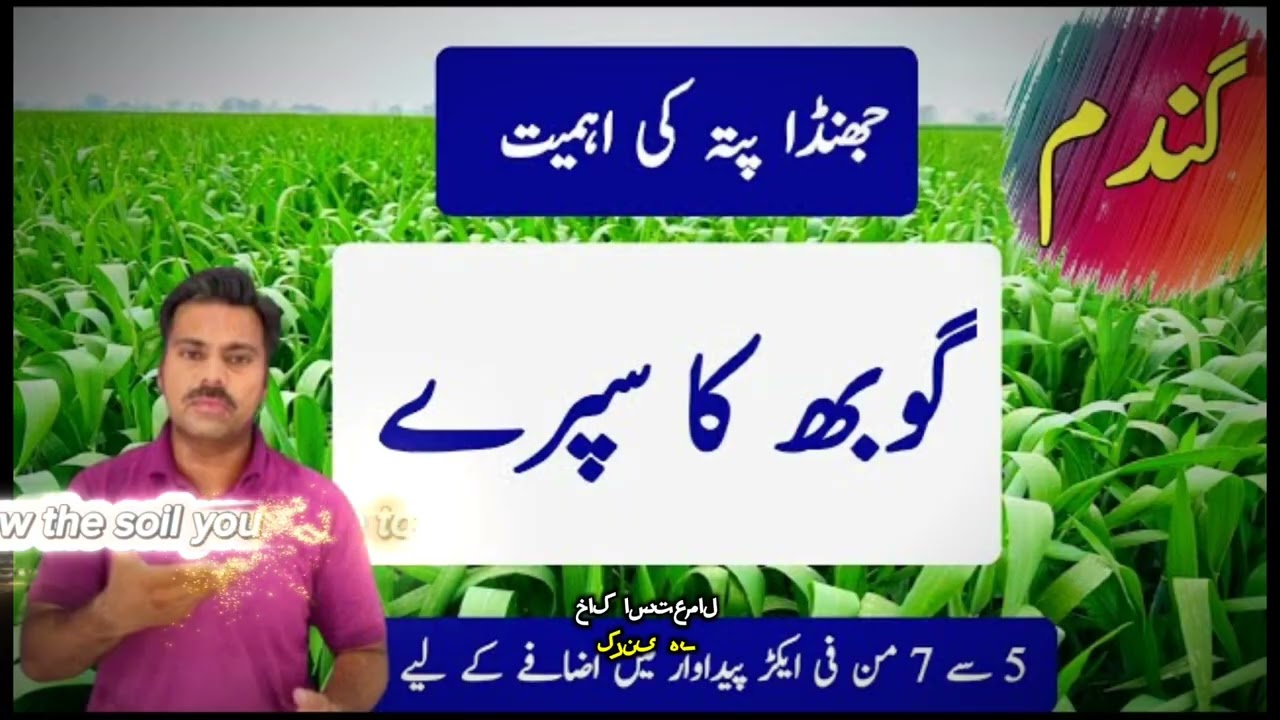 The best fertilizer option for wheat crop on the booting stage | New Technology Agriculture 