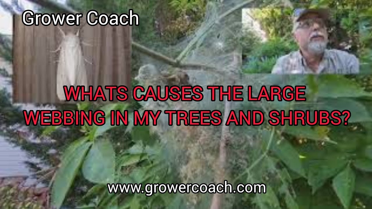 All About Web Worm Caterpillars!