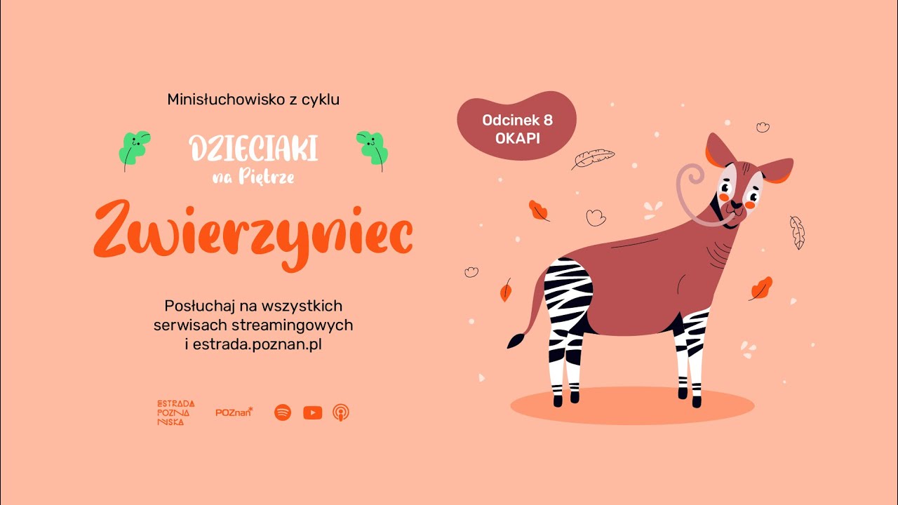 ZWIERZYNIEC: ODC 8 - OKAPI