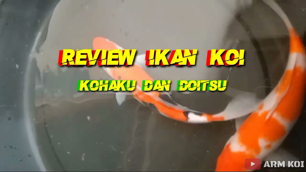 Review Ikan Koi Kohaku dan Doitsu || Belajar Mengetahui Jenis-jenis Ikan Koi