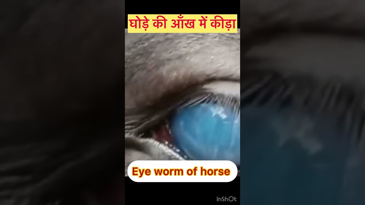 Eye worm of horse l dr Umar khan